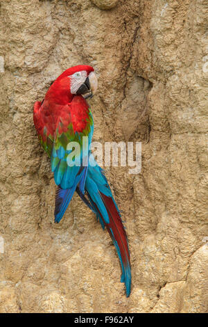 Redandgreen Macaw (Ara chloroptera) manger l'argile à une argile lécher en parc national Manu, Pérou. Banque D'Images