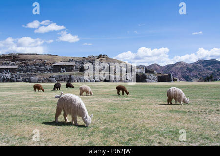 Les lamas à Sacsayhuaman est sans doute le plus impressionnant de tous les sites anciens au Pérou, Cuzco, Pérou Banque D'Images