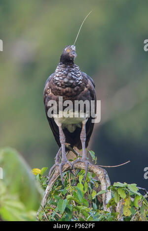 Horned Screamer (Anhima cornuta) perché sur une branche dans le parc national de Manu, Pérou. Banque D'Images