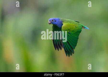 Blueheaded Pionus menstruus (Perroquet) voler dans le parc national de Manu, Pérou. Banque D'Images