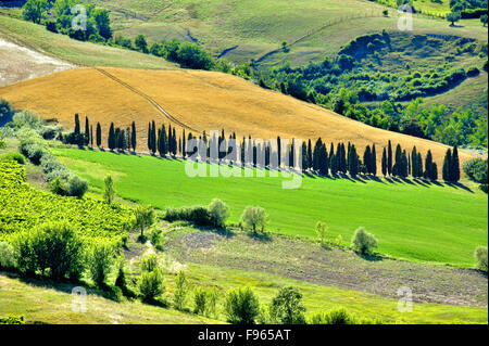 Allée de cyprès dans les champs colorés, Toscane, Italie Banque D'Images