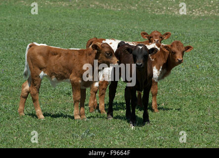 Veaux bovins Texas Longhorn, Texas, USA. Banque D'Images