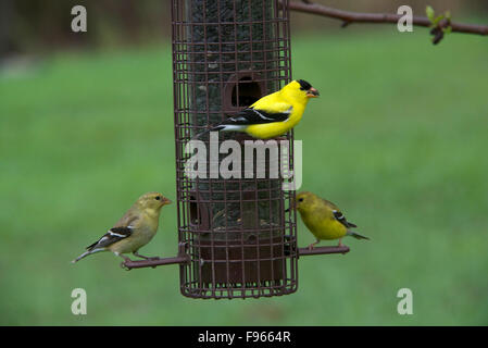 Chardonneret jaune mâle, perché sur la branche de pommier, (Spinus tristis). Le nord de l'Ontario. Canada Banque D'Images