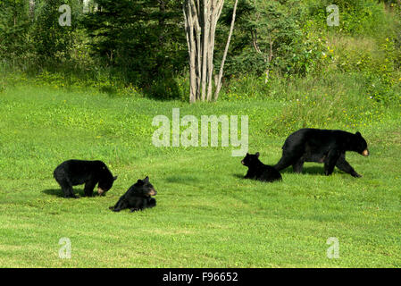 L'ours noir américain sauvage mère de trois petits de l'année dans les champs. (Ursus americanus). Près de provincial Sleeping Giant Banque D'Images