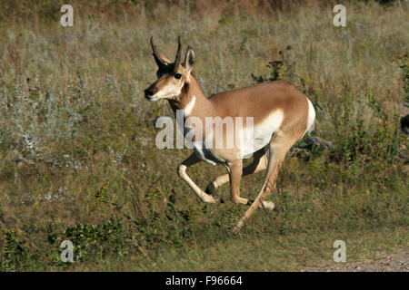 L'Antilope qui traverse les prairies, Custer State Park, South Dakota, USA. (Antilocapra americana). Banque D'Images