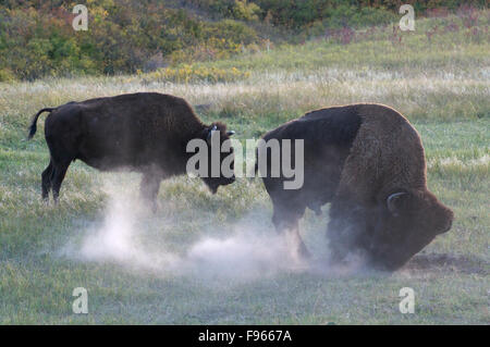 Bison américain un terrain inégal, la poussière de baignade ou rayures. (Bison bison), Custer State Park, Dakota du Sud, en Amérique du Nord. Banque D'Images