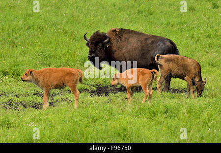 Une mère bison, Bison bison, avec de jeunes veaux allaitement et nourriture dans l'herbe verte prairie Banque D'Images