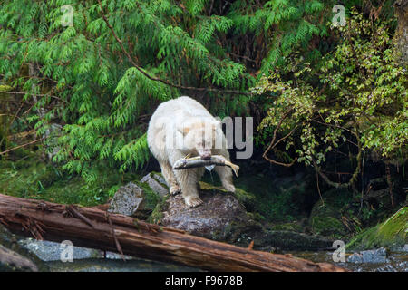 Spirit Bear (Ursus americanus kermodei) la pêche du saumon rose saumon (Onchoryhnchus à un ruisseau, la forêt pluviale de Great Bear, Banque D'Images