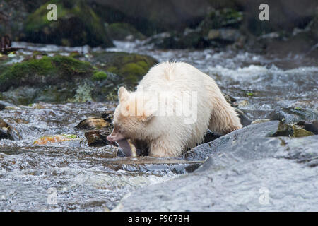 Spirit Bear (Ursus americanus kermodei) la pêche du saumon rose saumon (Onchoryhnchus à un ruisseau, la forêt pluviale de Great Bear, Banque D'Images