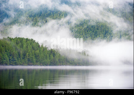 La forêt pluviale de Great Bear, centre-ouest de la côte de la Colombie-Britannique, Canada Banque D'Images