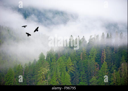 Un trio de corbeau (Corvus corax) voler au-dessus de la forêt du Grand Ours, centre-ouest de la côte de la Colombie-Britannique, Canada Banque D'Images