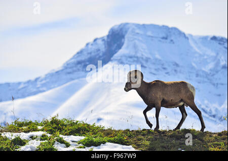 Un mouflon d'Orvis canadensis, marcher le long d'une crête contre une montagne couverte de neige dans l'arrière-plan de montagnes rockey Banque D'Images