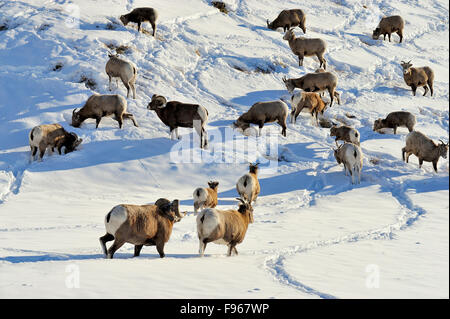 Un troupeau de mouflons sauvages Orvis canadensis, fouillant dans une petite colline couverte de neige fraîche, au pied des Rocheuses Banque D'Images