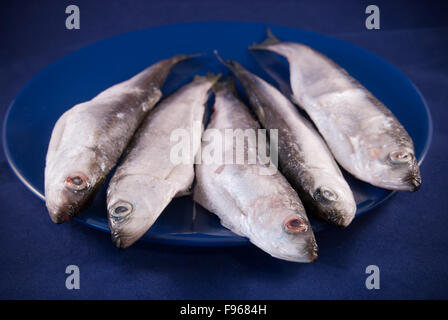 Cinq sur les sprats plaque bleu foncé Banque D'Images