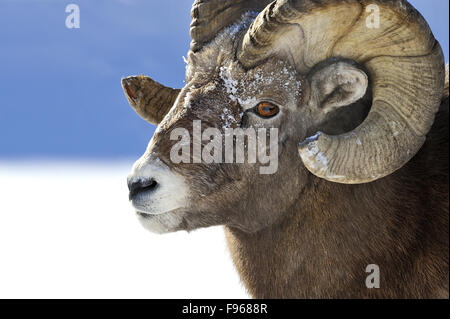 Un close up portrait vue côté droit d'une nature sauvage le mouflon d'Orvis ram canadensis ; Banque D'Images