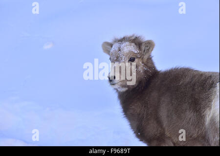 Portrait d'une image d'un bébé sauvage le mouflon d'Orvis canadensis, contre un arrière-plan de neige dans la douce lumière du soir. Banque D'Images