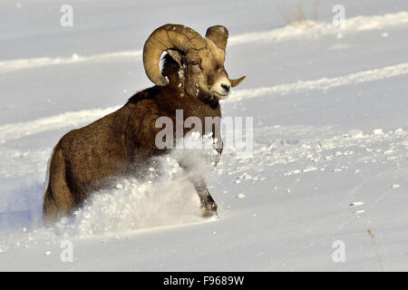 Un homme adulte le mouflon d 'Orvis canadensis' lancé par la neige profonde dans les montagnes rocheuses de l'Alberta Canada Banque D'Images