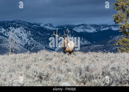 Le wapiti (Cervus elaphus) sur une pente enneigée sur la Colombie-Britannique. Plateau Blacktail à Yellowstone National Park,Mammoth Hot Banque D'Images