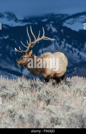 Le wapiti (Cervus elaphus) sur une pente enneigée sur la Colombie-Britannique. Plateau Blacktail à Yellowstone National Park,Mammoth Hot Banque D'Images