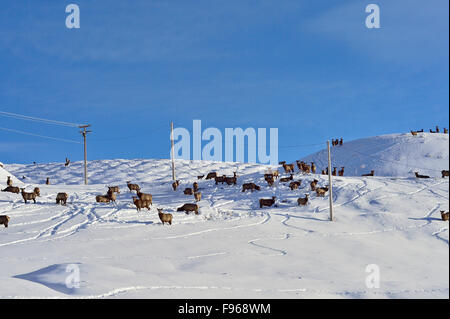 Un grand troupeau de wapitis sauvages Cervus elaphus, sur une colline contre un ciel bleu, dans les régions rurales de l'Alberta au Canada. Banque D'Images