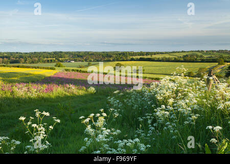 La marge d'un champ semé de pollen et de nectar de fleurs sauvages riches pour les abeilles et les insectes entre East Haddon et Holdenby, Northamptonshire, Angleterre. Banque D'Images