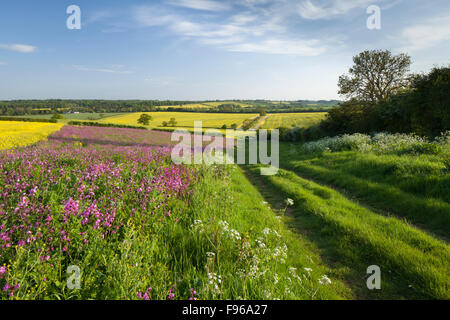 La marge d'un champ semé de pollen et de nectar de fleurs sauvages riches pour les abeilles et les insectes entre East Haddon et Holdenby, Northamptonshire, Angleterre Banque D'Images