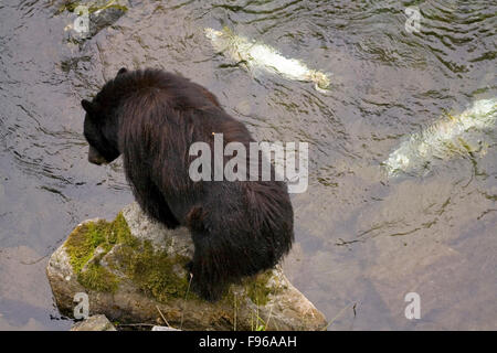 Ours noir pêcher le saumon à un ruisseau de Hyder, Alaska, USA Banque D'Images