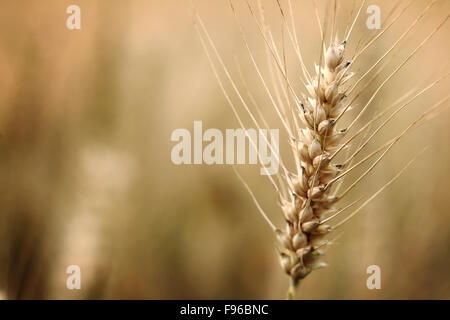 Tête de blé, blé, champ, récolte, de l'agriculture, de l'usine, l'été, RIPE, semences, céréales, barbe, noyau, tige de blé, épillets, soies, Banque D'Images