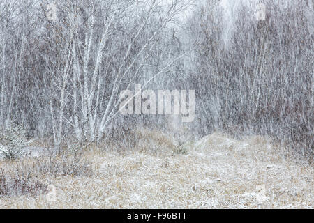 Neige dans la forêt, Sudbury, Ontario, Canada Banque D'Images