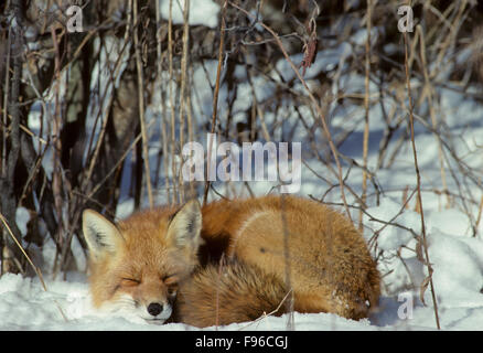 Le renard roux (Vulpes vulpes) Adulte, lovée dans une boule à l'aide de queue touffue pour couvrir les pieds. Den rarement jusqu'en hiver. L'Algonquin Banque D'Images