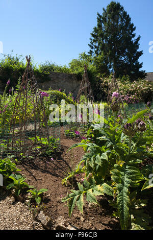 Digitales et sweet Williams, à côté de plus en plus d'artichauts et Willow's teepee canne dans le potager de Rousham House, Oxfordshire, Angleterre Banque D'Images