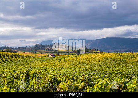 Vignoble sur les Naramata Bench à Penticton, au sud de la vallée de l'Okanagan en Colombie-Britannique, Canada. Banque D'Images