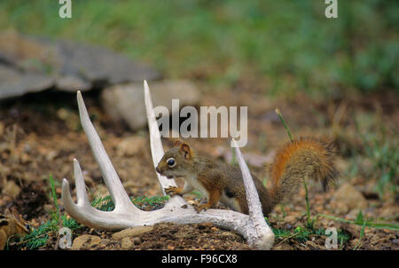 L'Écureuil roux (Tamiasciurus hudsonicus) et le Tamia rayé (Tamias striatus) Adultes près de jeter le cerf de Virginie (Odocoileus Banque D'Images