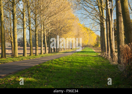 De grands arbres d'une ligne de chemin de campagne avec un couple en train de marcher leur chien dans la distance près de Cottesbrooke dans le Northamptonshire, Angleterre Banque D'Images