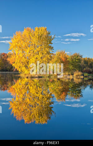 En automne de l'érable,Vermilion River, le corégone, l'Ontario, Canada Banque D'Images