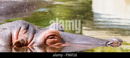 Hippopotame sauvage dormir sous l'eau Banque D'Images