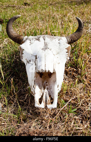 Crâne de bison portant dans un champ du parc national Elk Island, en Alberta, Canada Banque D'Images