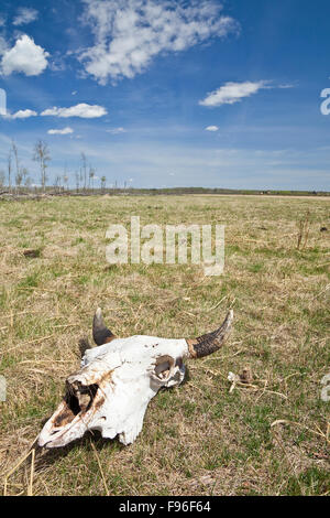 Crâne de bison portant dans un champ du parc national Elk Island, en Alberta, Canada Banque D'Images