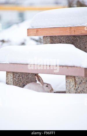 Townsend blanc, Lepus townsendii, caché sous une table de pique-nique couvertes de neige, de l'Alberta, Canada Banque D'Images