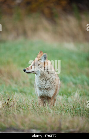 Le Coyote (Canis latrans), dans un domaine dans le parc national Jasper, Alberta, Canada Banque D'Images