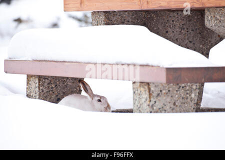 Townsend blanc, Lepus townsendii, caché sous une table de pique-nique couvertes de neige, de l'Alberta, Canada Banque D'Images