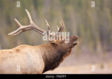 Le wapiti, cervus elaphus brames Jasper National Park, Alberta, Canada Banque D'Images