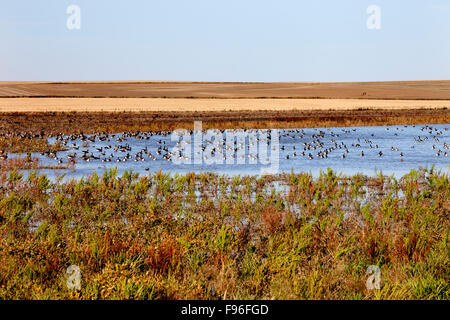 Oies rieuses (Anser albifrons),,, Lac, Prairies, près de Leader, Sask. Banque D'Images