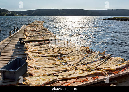 Cod des séchoirs, Heart's Content, Newfoundland, Canada Banque D'Images