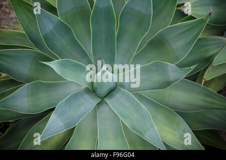 Détail d'un agave attenuata, queue du lion, le cou de cygne, ou 'sétaire verte, dans le jardin, de l'Espagne. Banque D'Images
