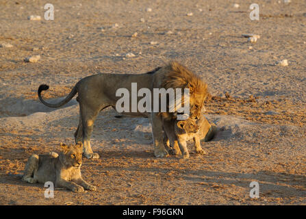 Lion (Panthera leo), homme affectionally accueille un cub, avant gauche une deuxième cub, Etosha National Park, Namibie Banque D'Images