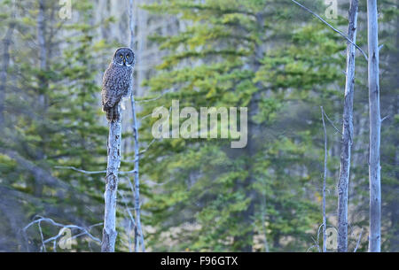 Une chouette lapone 'strix nebulosa', perché sur un arbre mort haut dans la lumière du soir, près de Hinton, Alberta, Canada. Banque D'Images