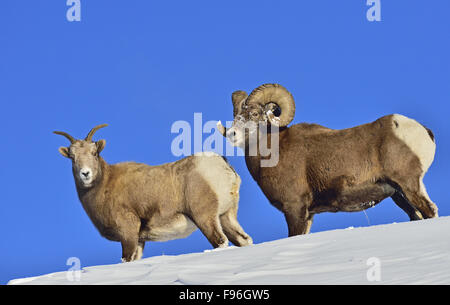 Deux mouflons , 'Ovis canadensis', homme et femme marchant le long d'une crête de montagne couverte de neige dans les contreforts de la Banque D'Images