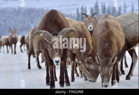 Un troupeau de mouflons sauvages Ovis canadensis, léchant le sel minéral de la surface d'une route rurale dans les montagnes rocheuses du Banque D'Images