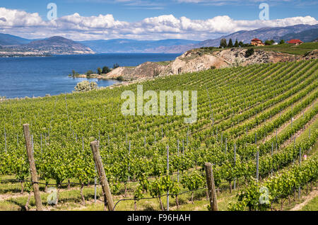 Au-dessus des vignes sur le lac Okanagan Naramata Bench à Penticton, au sud de la vallée de l'Okanagan en Colombie-Britannique, Canada. Banque D'Images